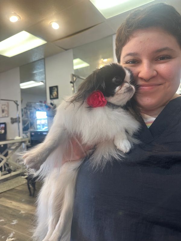 A groomer holding a small black and white Japanese Chin wearing a red bow