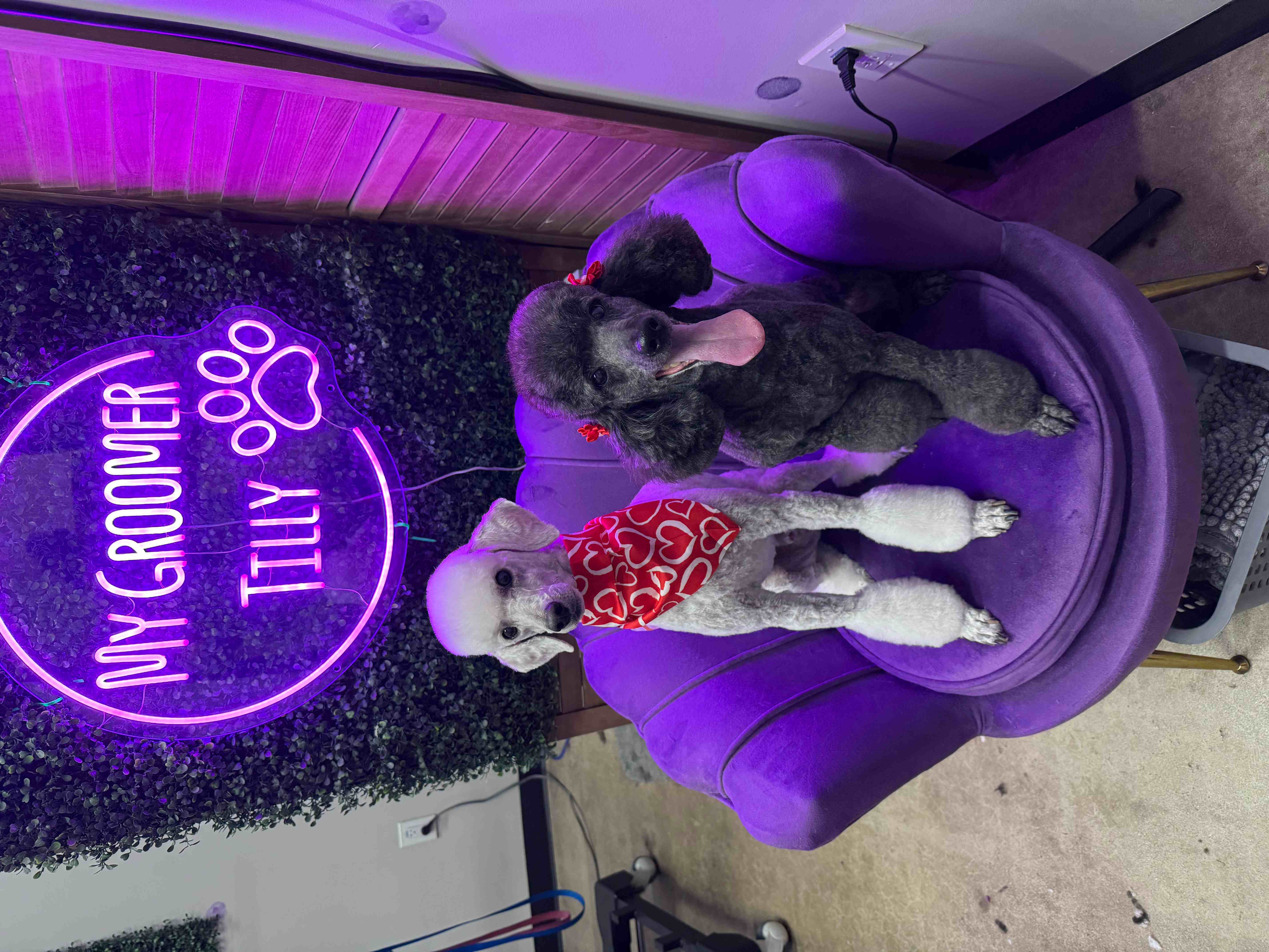 Grooming photo 4 from Leash and Lather Grooming Co.