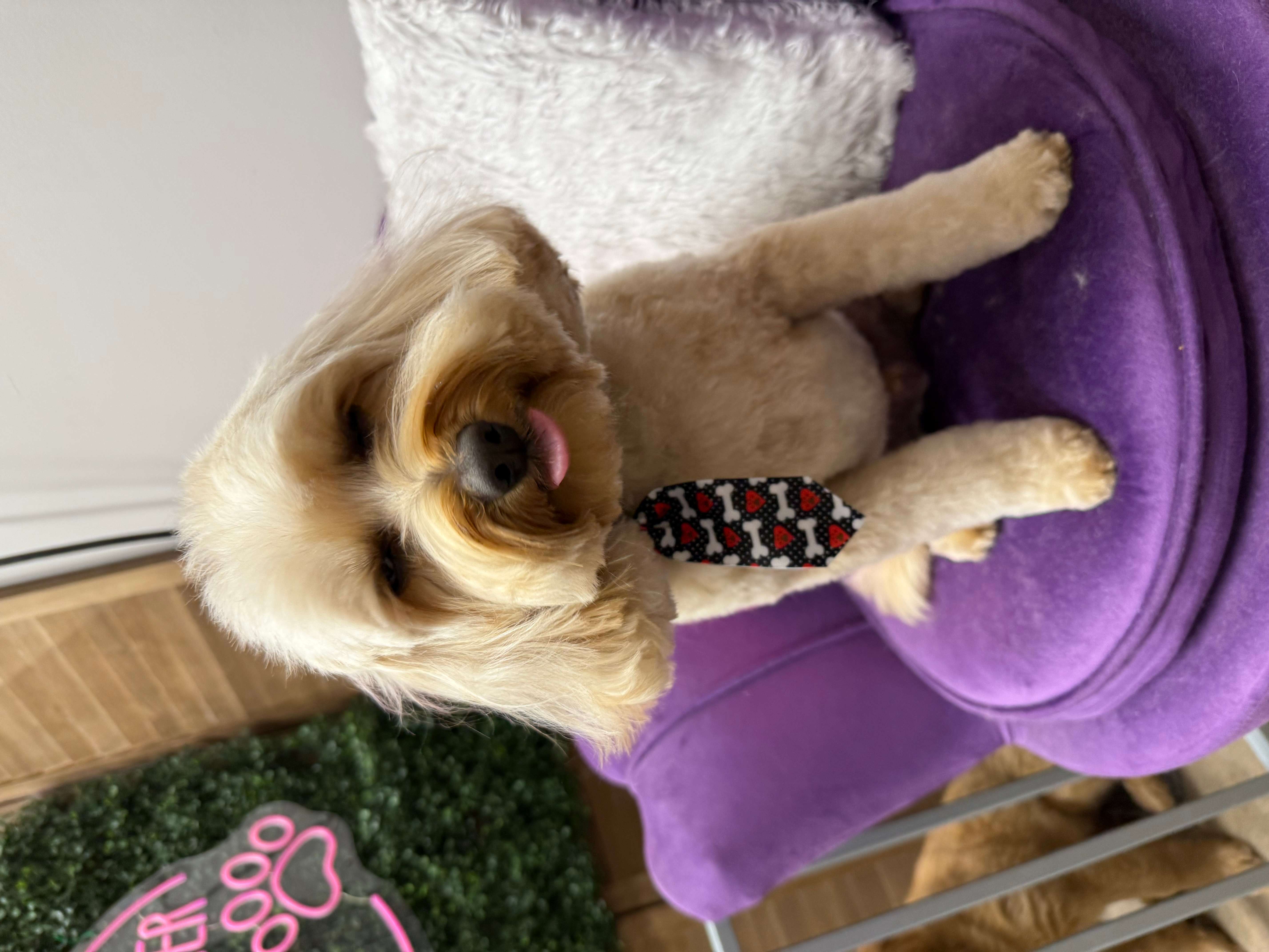 Grooming photo 5 from Leash and Lather Grooming Co.