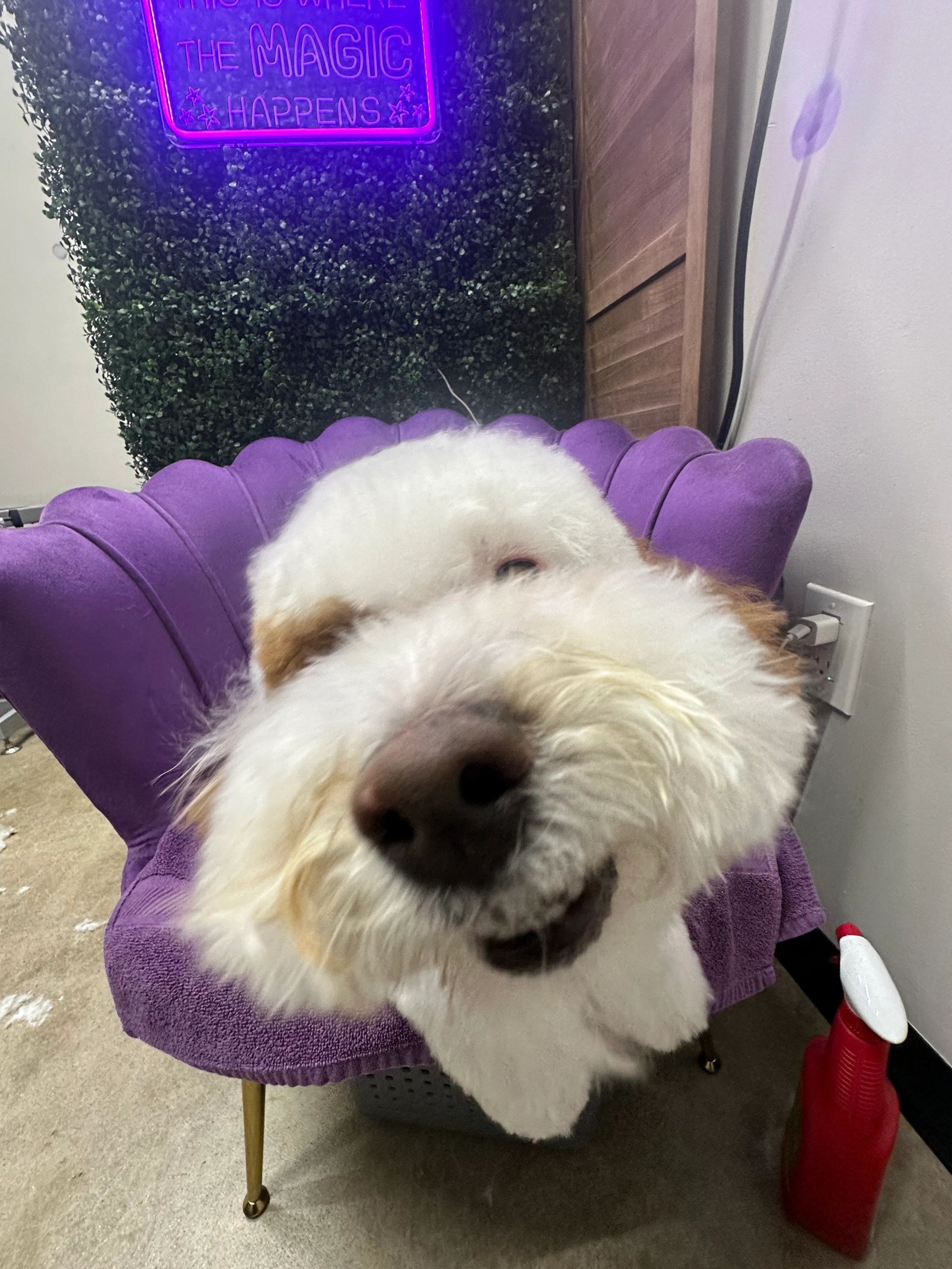 Grooming photo 24 from Leash and Lather Grooming Co.