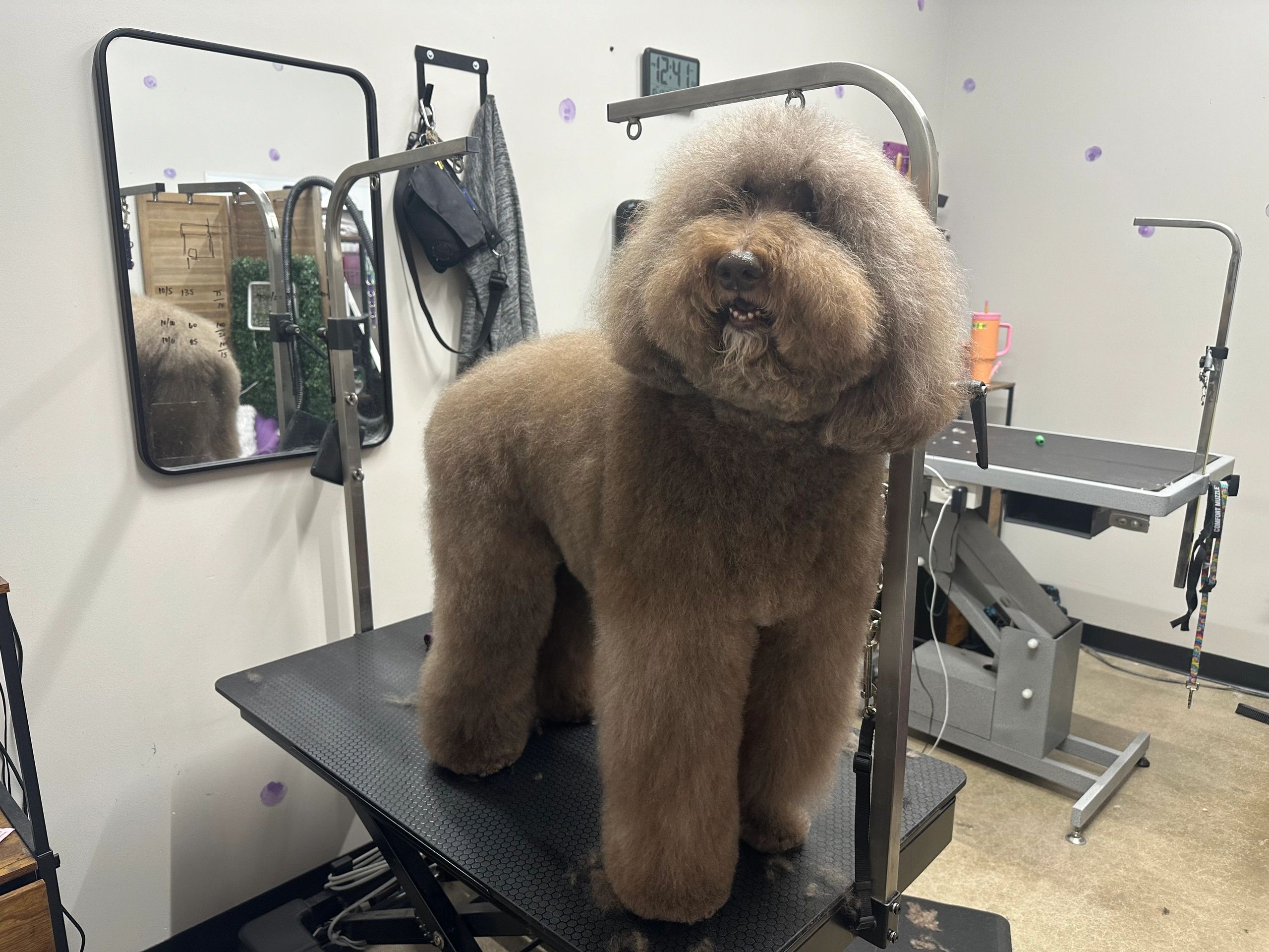Grooming photo 30 from Leash and Lather Grooming Co.