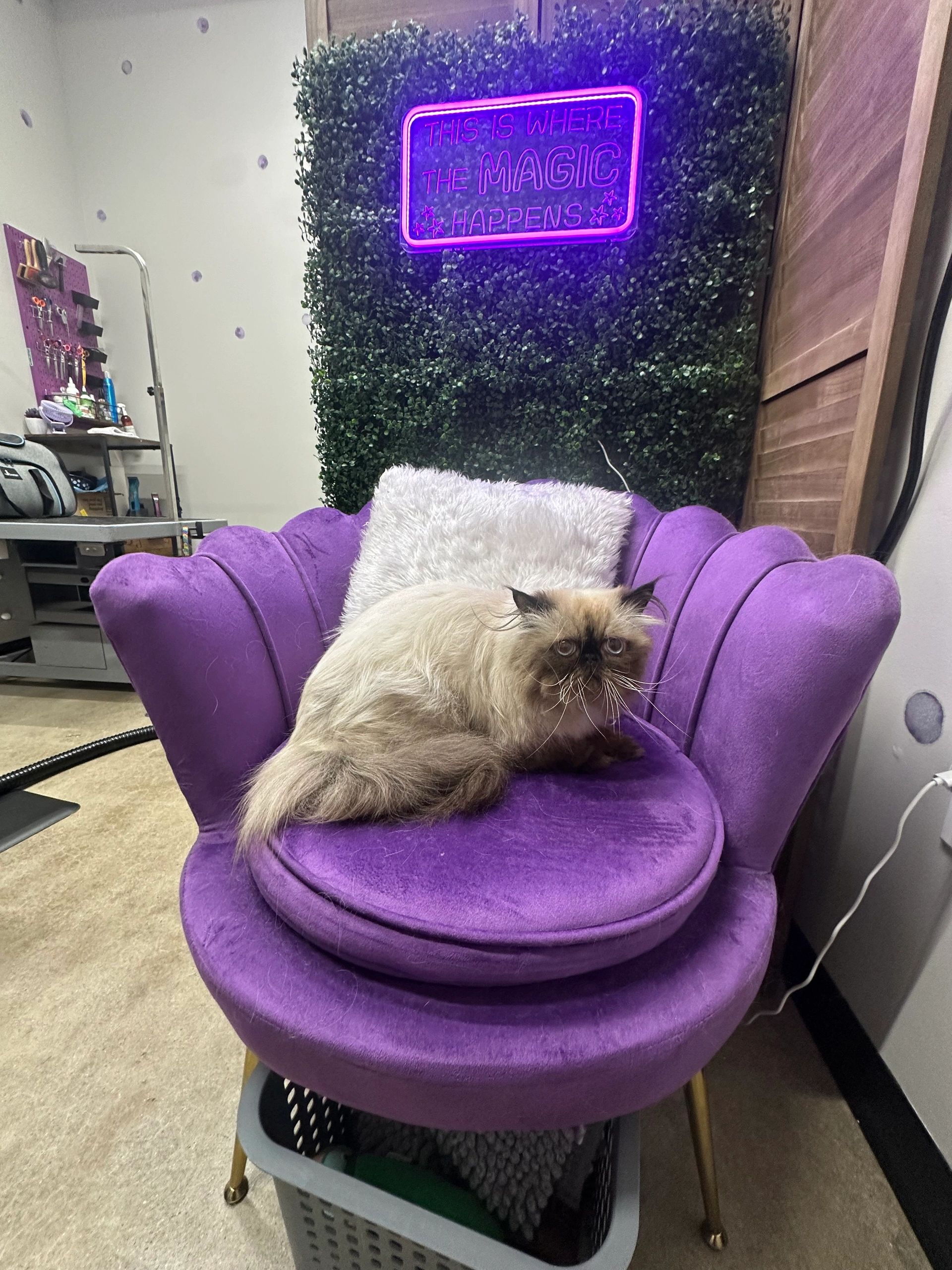 Grooming photo 36 from Leash and Lather Grooming Co.