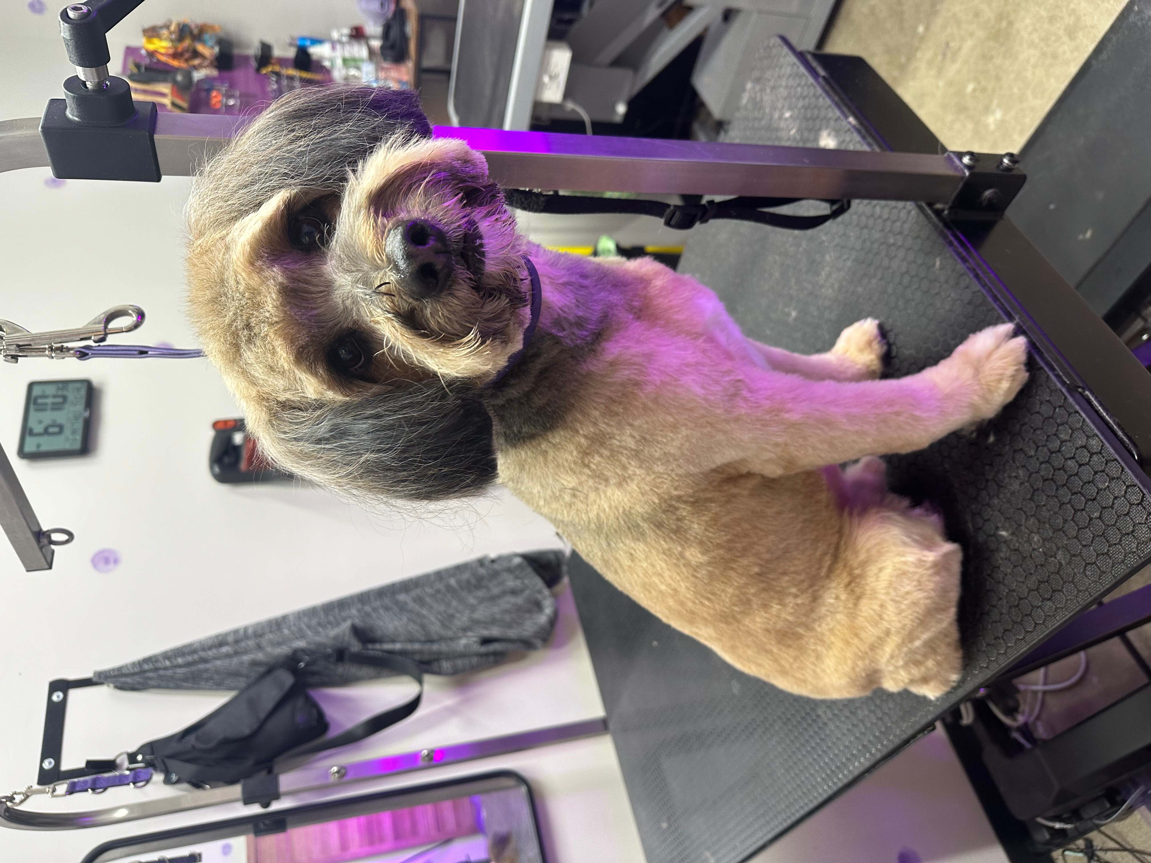 Grooming photo 39 from Leash and Lather Grooming Co.