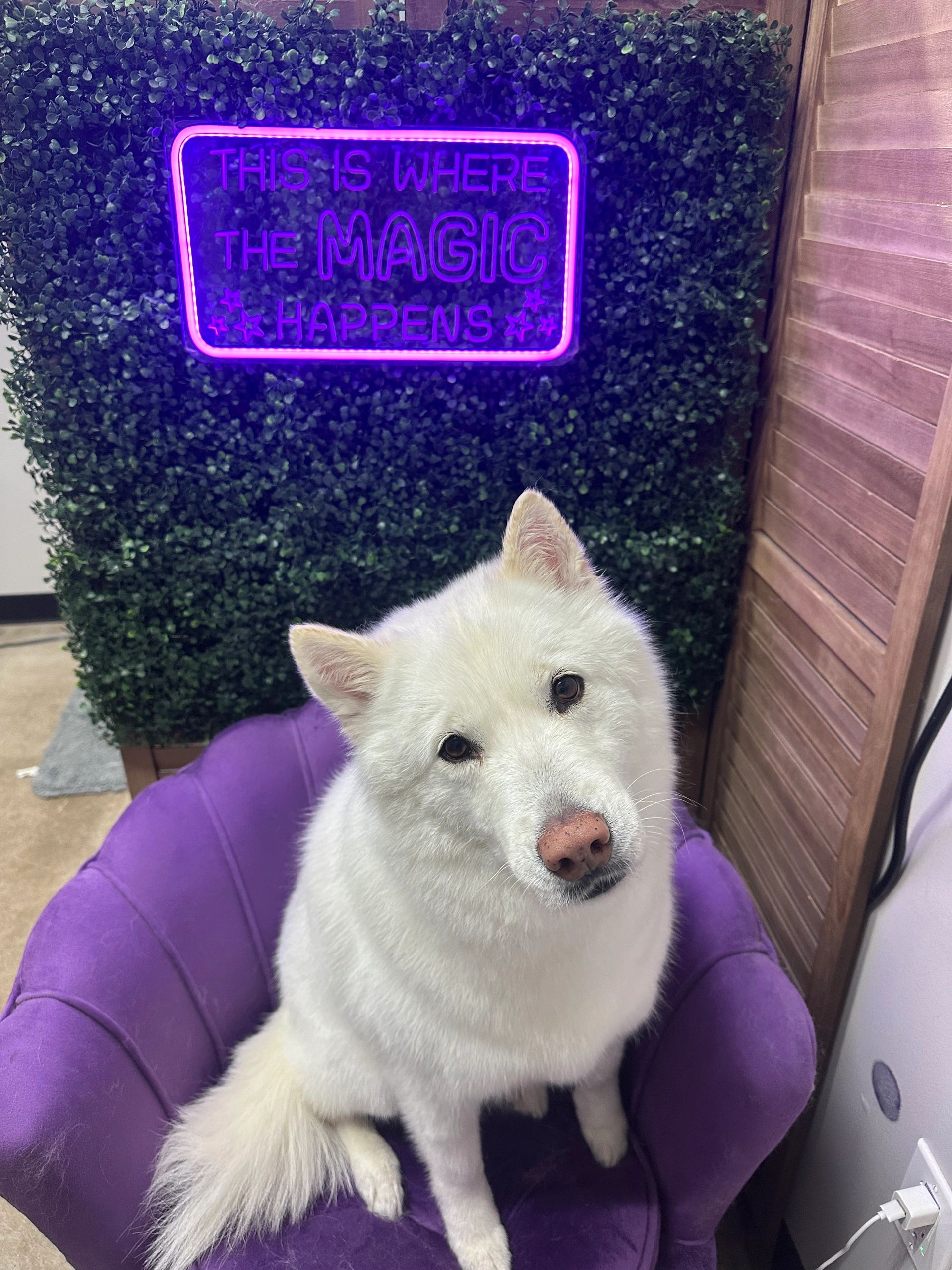 Grooming photo 40 from Leash and Lather Grooming Co.