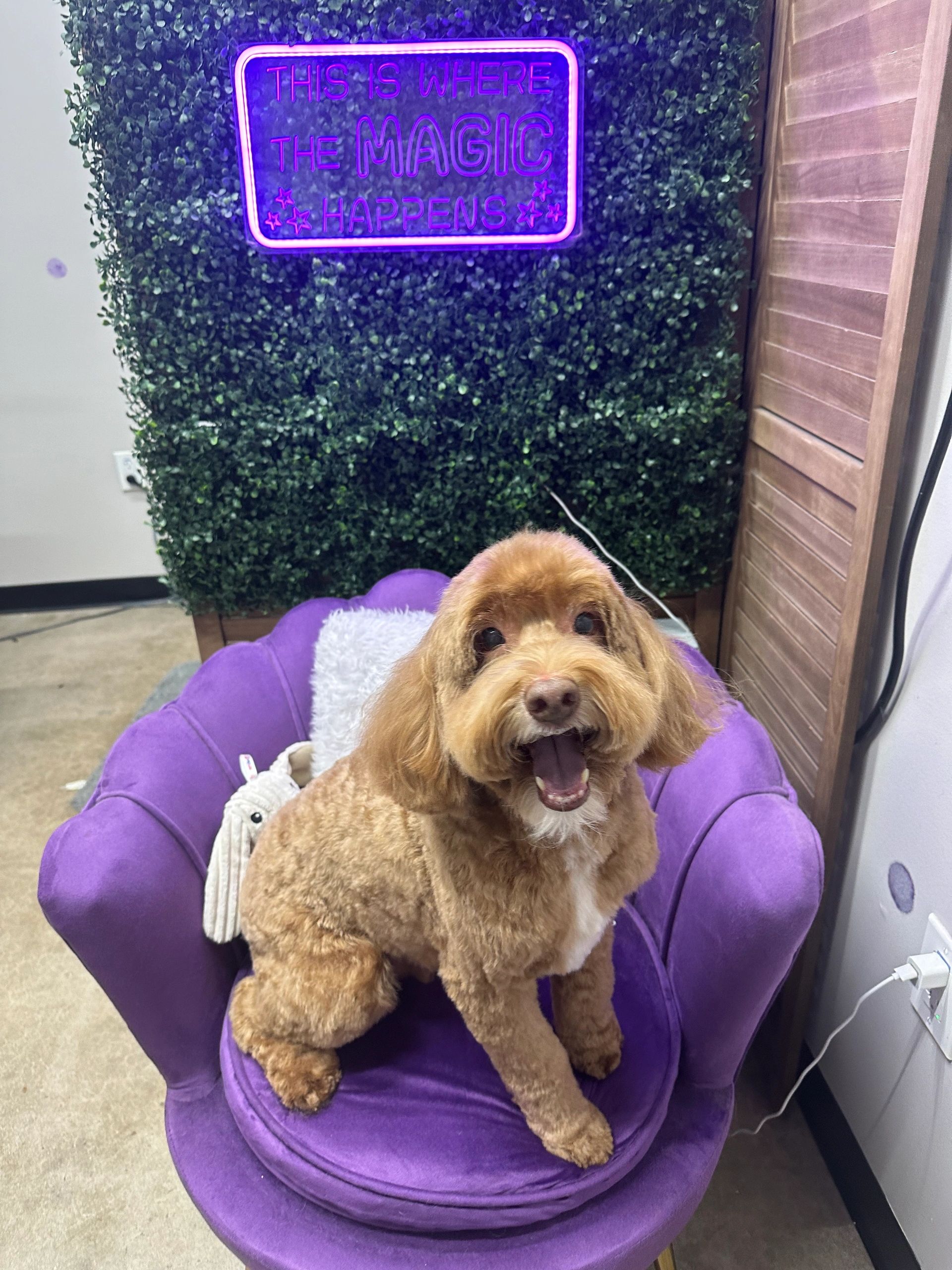 Grooming photo 42 from Leash and Lather Grooming Co.