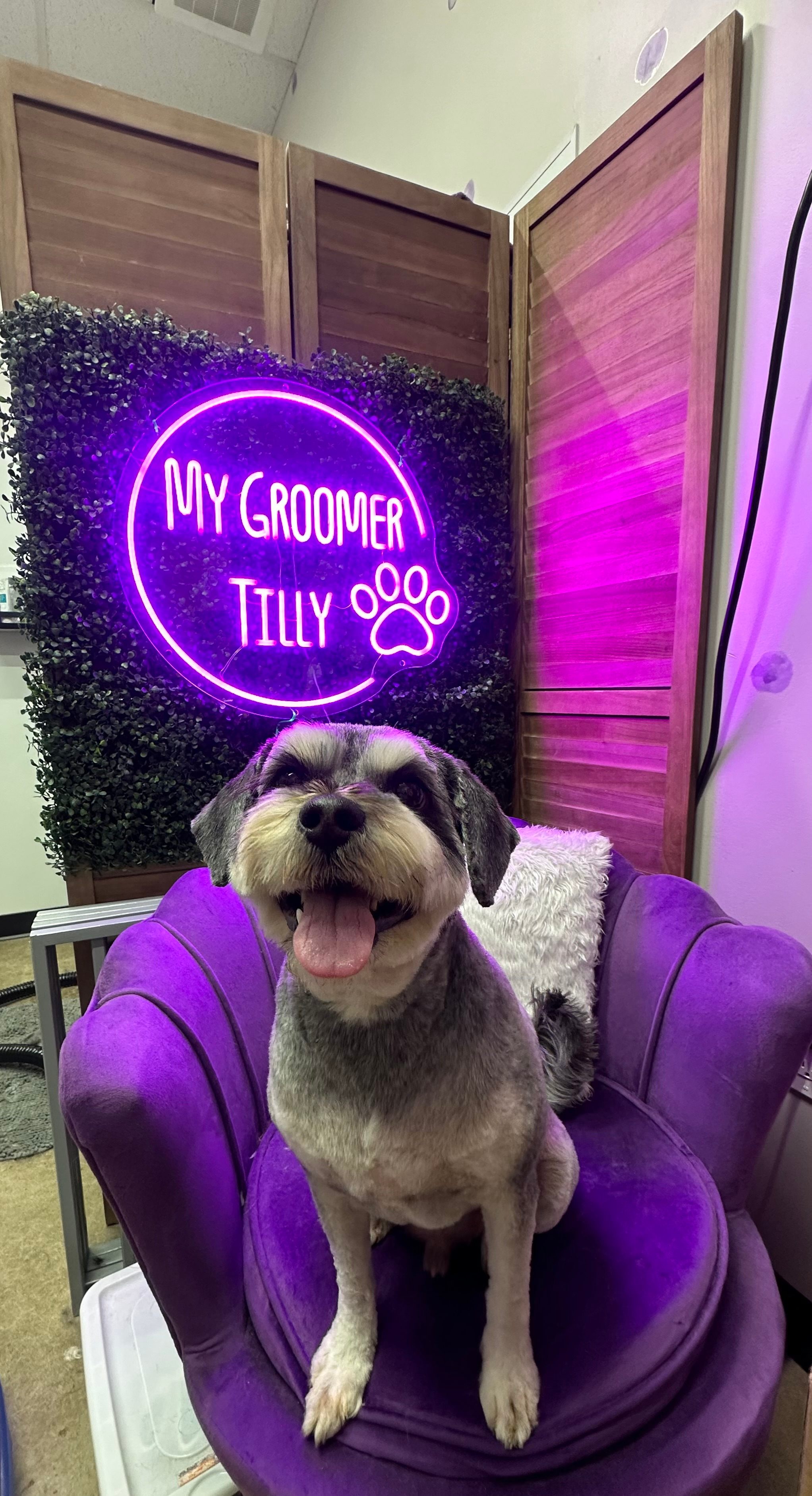 Grooming photo 41 from Leash and Lather Grooming Co.