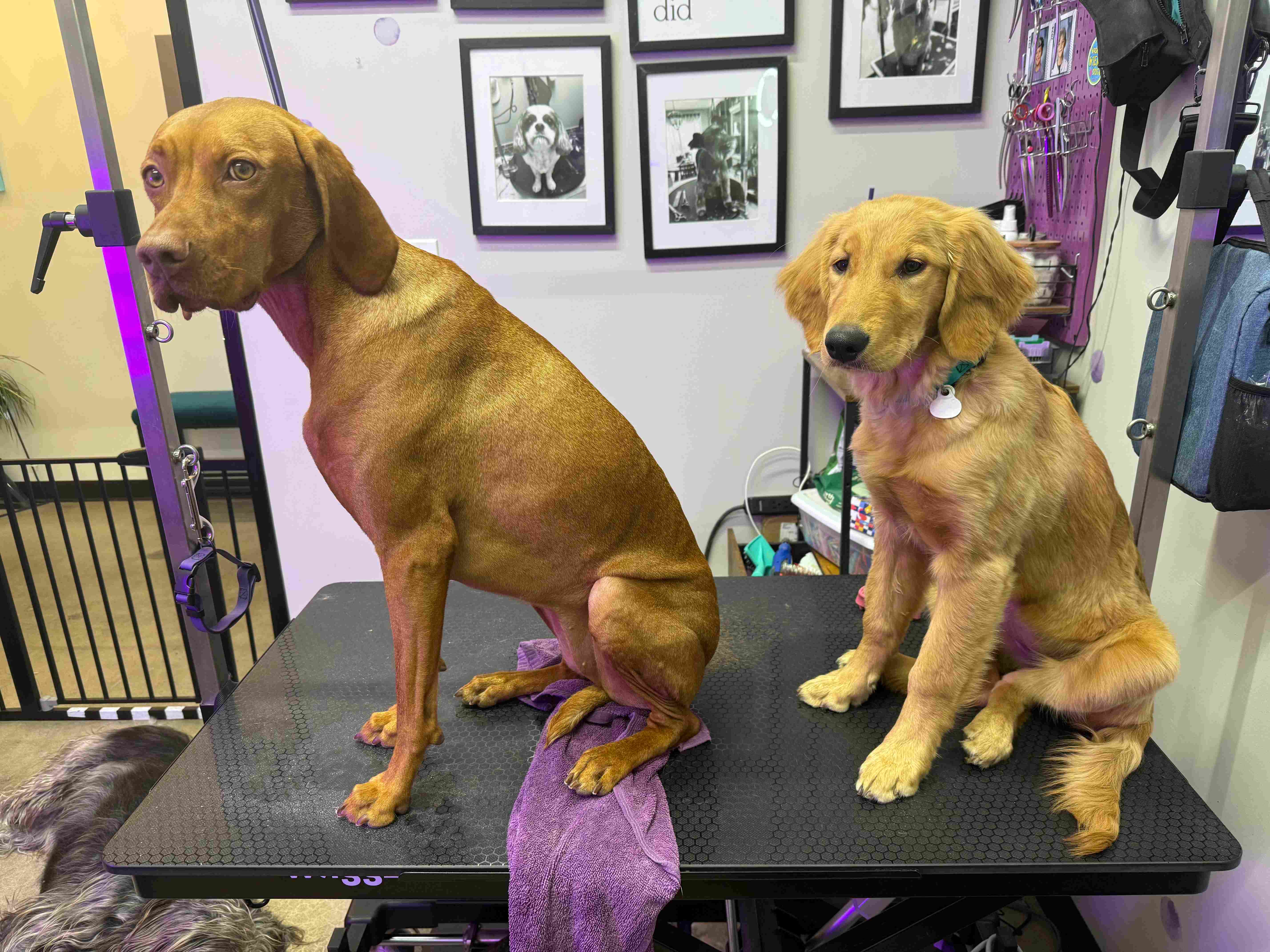 Grooming photo 43 from Leash and Lather Grooming Co.