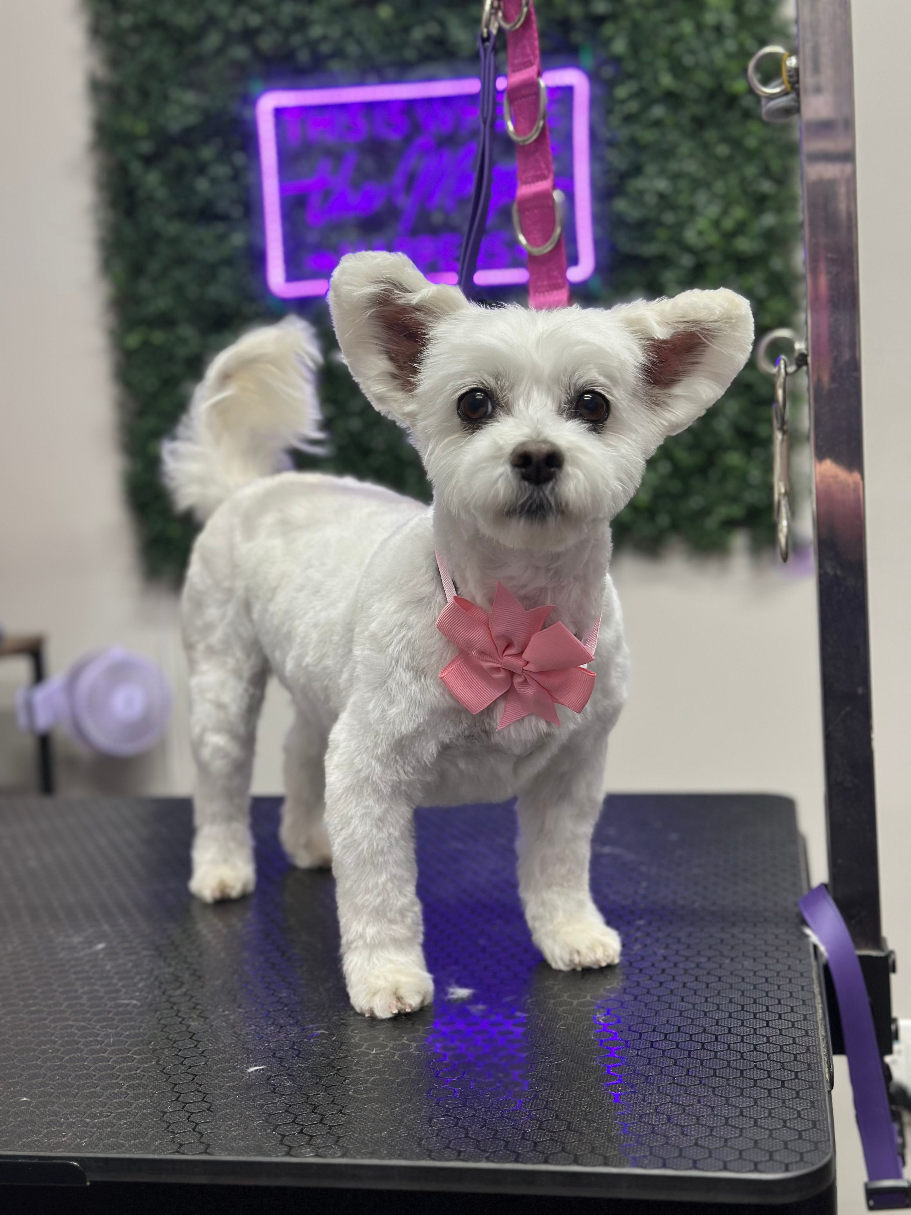 Grooming photo 47 from Leash and Lather Grooming Co.