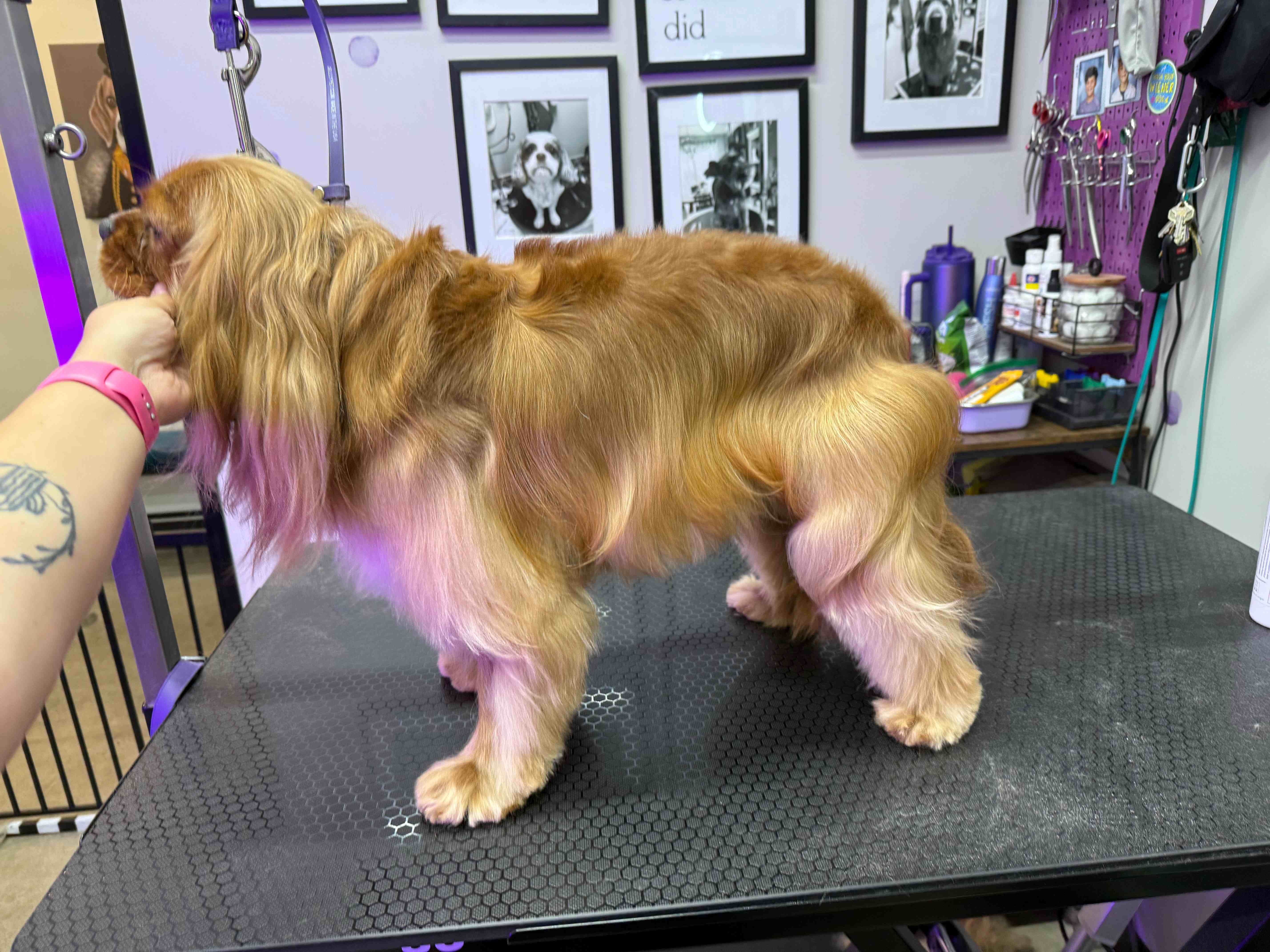 Grooming photo 49 from Leash and Lather Grooming Co.