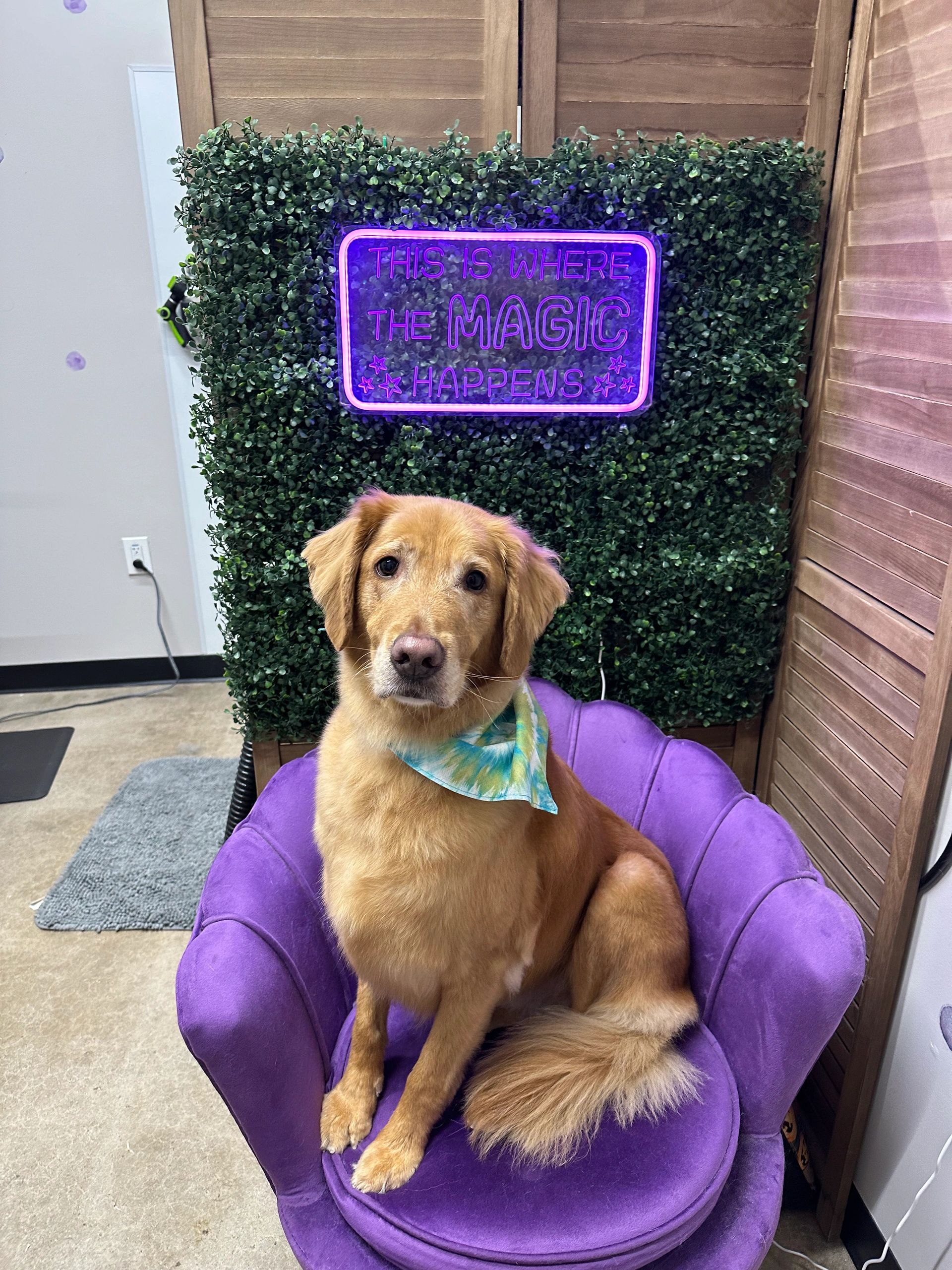 Grooming photo 51 from Leash and Lather Grooming Co.