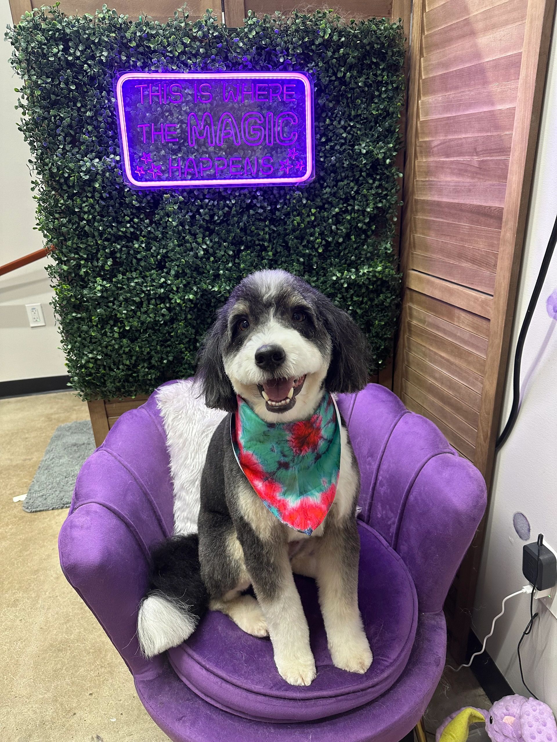 Grooming photo 55 from Leash and Lather Grooming Co.