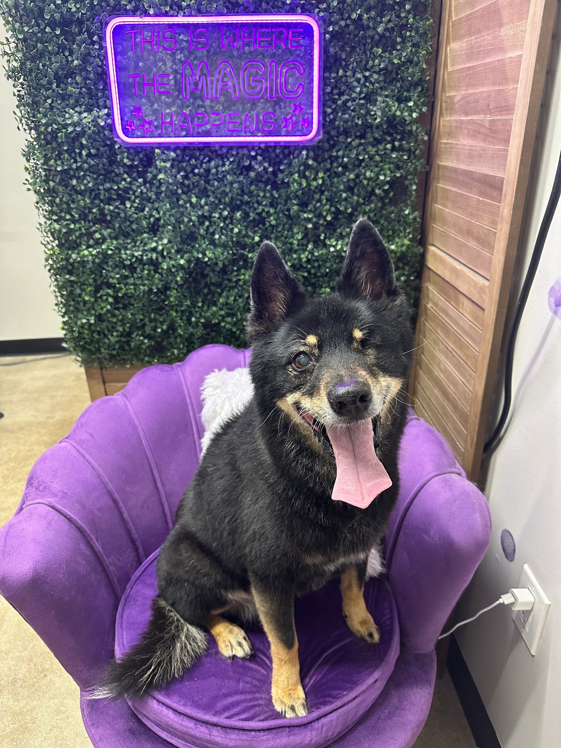 Grooming photo 56 from Leash and Lather Grooming Co.