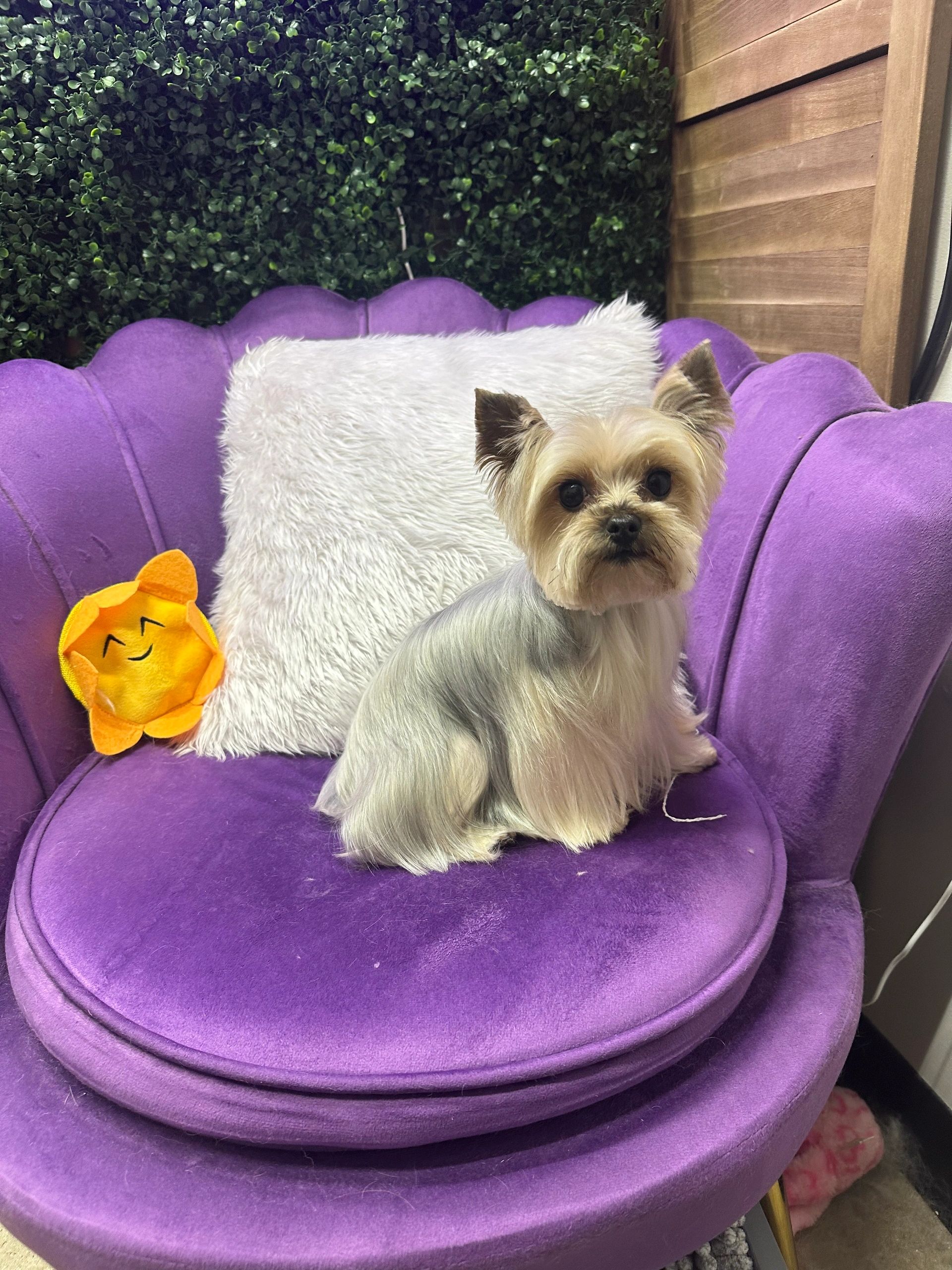 Grooming photo 57 from Leash and Lather Grooming Co.