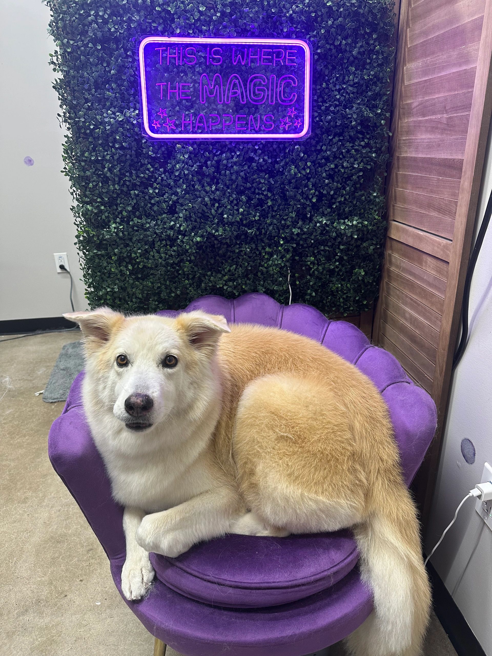 Grooming photo 58 from Leash and Lather Grooming Co.