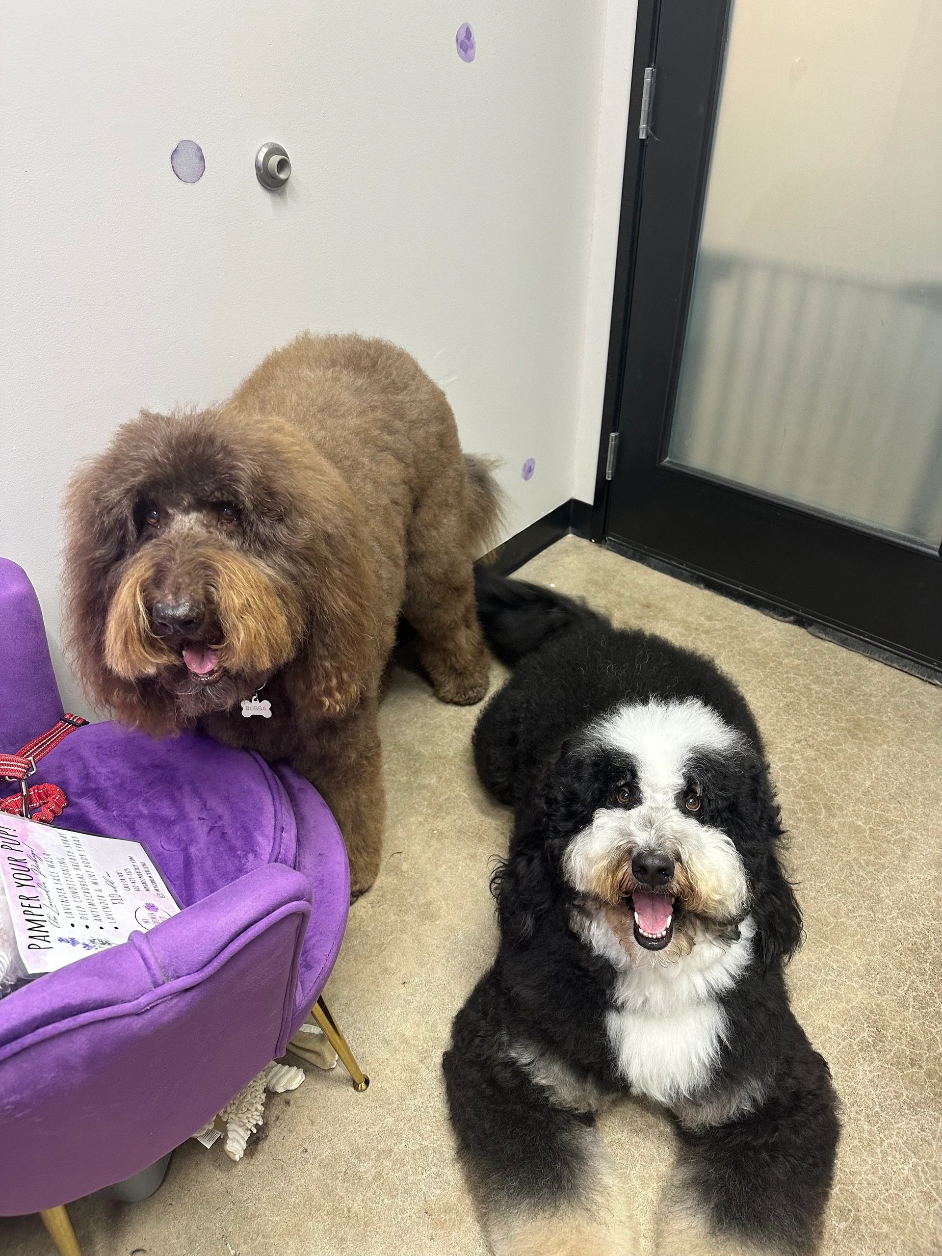 Grooming photo 59 from Leash and Lather Grooming Co.